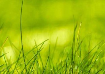 Green-nature-grass-1200x300 Green-nature-grass-1200x300