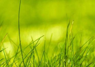 Green-nature-grass-1200x300